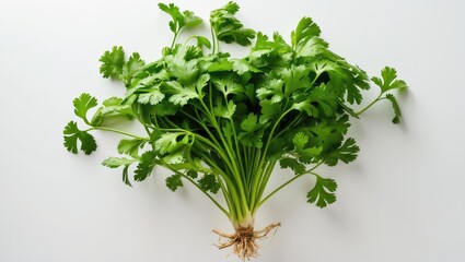 Fototapeta premium Bundle of fresh coriander leaves