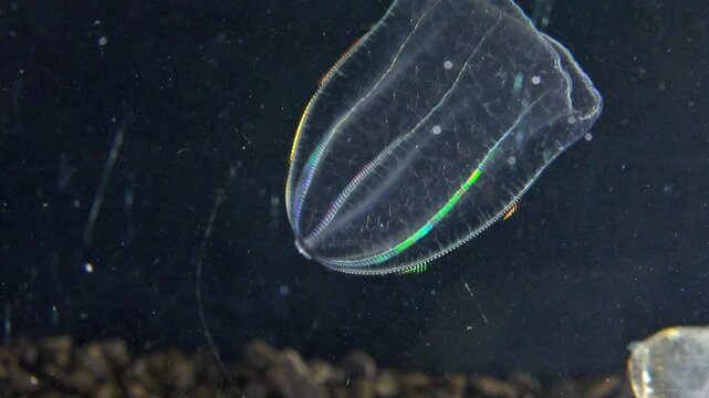 Black Sea, Jellyfish Beroe ovata - devouring Mnemiopsis leidy. Combine jelly digesting caught comb jelly Mnemiopsis, comb plates glistening in the light