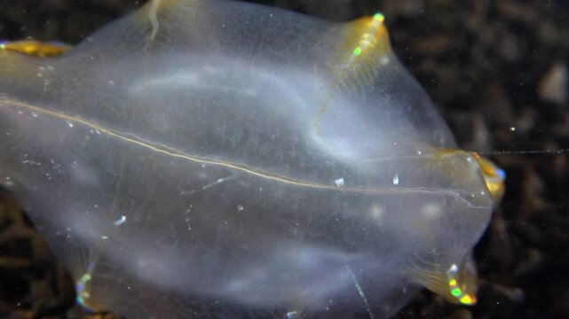 Black Sea, Jellyfish Beroe ovata - devouring Mnemiopsis leidy. Combine jelly digesting caught comb jelly Mnemiopsis, comb plates glistening in the light