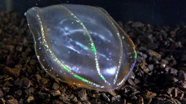 Black Sea, Jellyfish Beroe ovata - devouring Mnemiopsis leidy. Combine jelly digesting caught comb jelly Mnemiopsis, comb plates glistening in the light