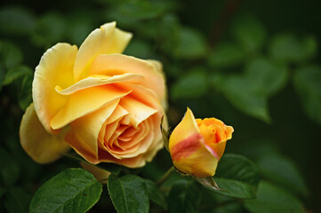 Yellow rose flowers close up,Volksgarten in Vienna, springtime