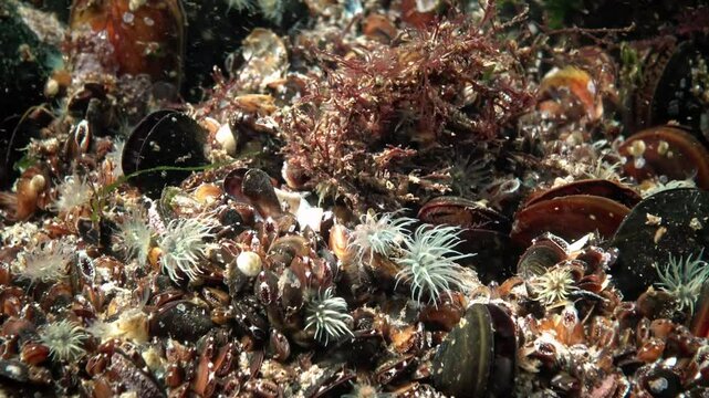 The orange-striped green sea anemone Diadumene lineata, A small Actinia - an invader in the Black Sea, Odessa Bay