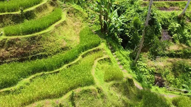 Footage shows lush tropical plants including Abac&aacute;, also known as Manila hemp or wild banana, cultivated for its strong fiber. Possibly from Indonesia.