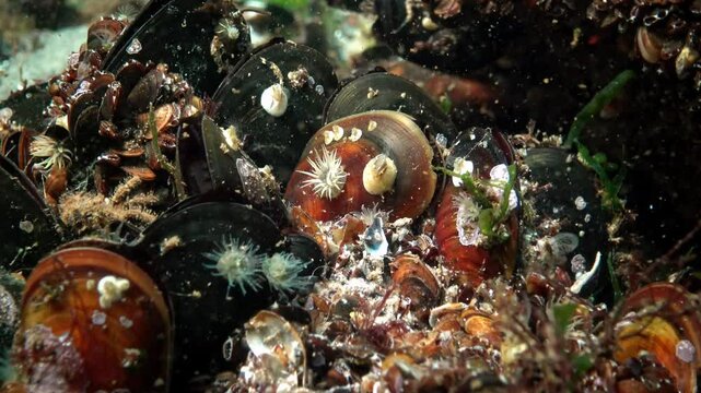 The orange-striped green sea anemone Diadumene lineata, A small Actinia - an invader in the Black Sea, Odessa Bay