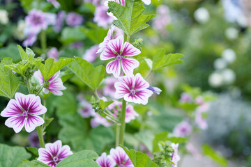 Obraz premium 鮮やかな紫色のラインが美しいゼニアオイの花 Beautiful common mallow flowers with bright purple lines.