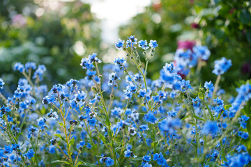 青い小花が涼し気なシノグロッサム（シナワスレナグサ）の花
Cool blue florets of 'Cynoglossum amabile'