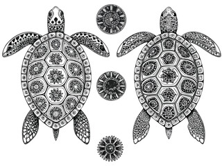 Fototapeta premium Stylized Sea Turtle Vector Set – Black and White Collection