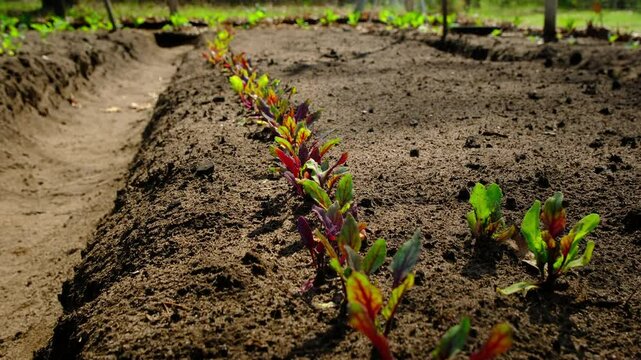 Sunny warm day while moving camera backward above rows of freshly planted red beets seedlings growing in vegetable garden bed with sand rich soil