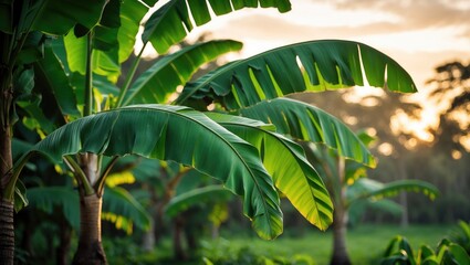 Green banana plantation with lush leaves and bunches