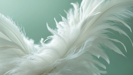 Fototapeta premium White fluffy feather in close proximity - light backdrop - and new Fashion Color Trends