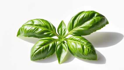 Close-up of a fresh basil herb bunch on white background for culinary use