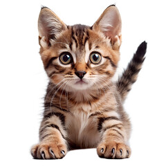 Obraz premium Isolated on white, a cute British Shorthair kitten, a young feline pet with furry, tabby fur, is sitting for a studio portrait