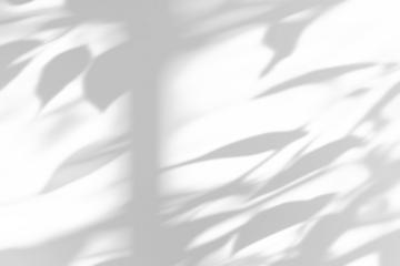 shadow overlay effects of realistic window and tree branch shadow with light blur on transparent background,Summer sunlight and shadow overlay effect