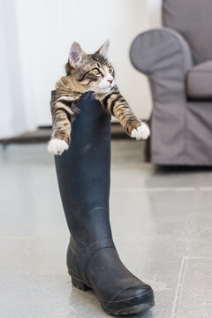 funny little kitten in a gumboot