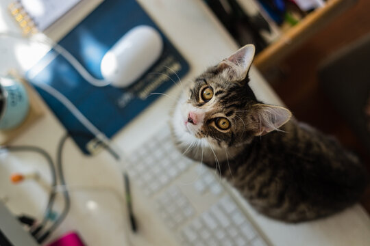 messy desk with cat on keyboard, looking up