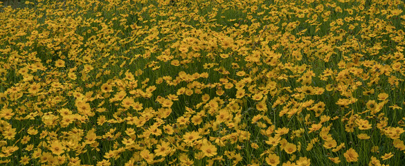 field of yellow flowers. Field of coreopsis lanceolata flowers in full screen