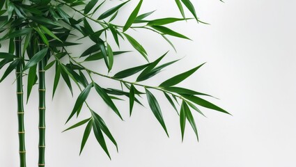 Fototapeta premium Dark green bamboo foliage of ornamental plant on white background with clipping path
