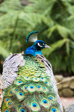 Peacock from behind showing tail feathers