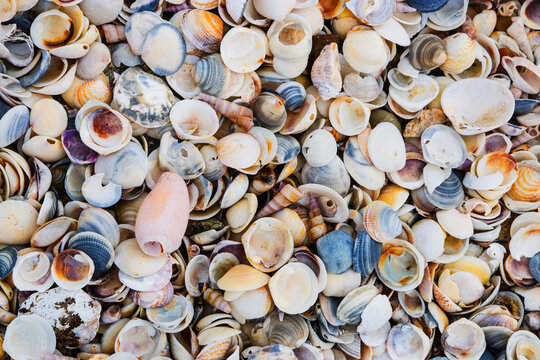 Close up of shells washed up on beach