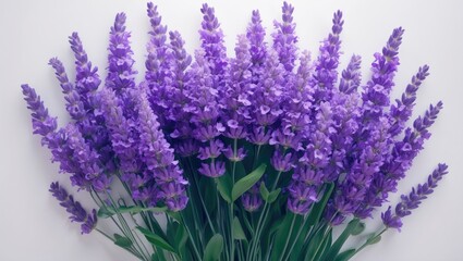 Fototapeta premium Isolated white background featuring a bouquet of stunning lavender flowers
