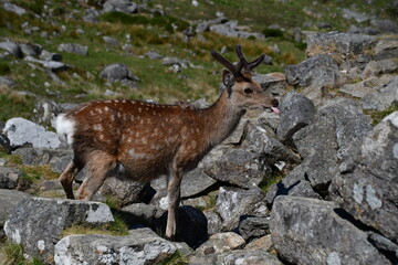 Sika deer, Glendalough, Co. Wicklow, Ireland, Wicklow Mountains National Park, The Glendalough Valley