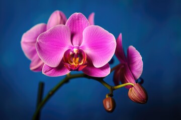 Obraz premium Vibrant pink orchid blooming against a blue background showcasing natural beauty and elegance