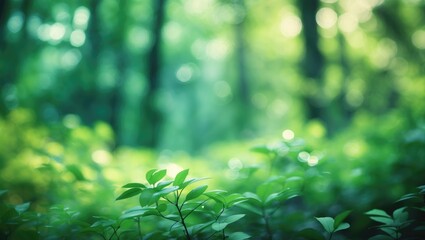 Out of focus background featuring leafy trees in a forest