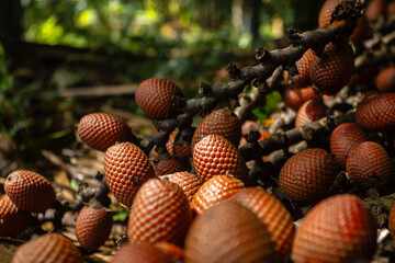 Aguaje, buriti or moriche, an Amazonian super fruit, known for its nutritional properties,...
