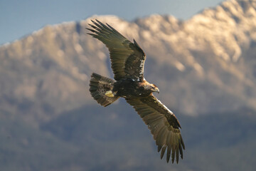 Spanish imperial eagle, Iberian imperial eagle, Spanish eagle or Adalbert's eagle - Aquila adalberti in flight with spanned wings. Photo from Sierra de Gredos Mountain in Spain. Vulnerable specie.