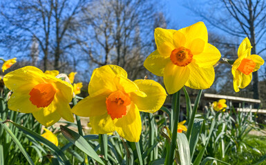 Narcissi daffodils with yellow petals and orange centre on a bright, sunny March spring day with blue skies. Single petalled narcissi variety. In a UK English parkland setting.