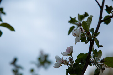 Branch with blooming white apple flowers in the park. Closeup nature. Portrait with natural lighting, untouched colors in evening sky blur background.