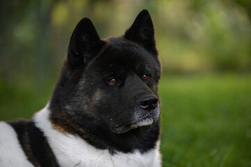 dog portrait of an American akita in the park