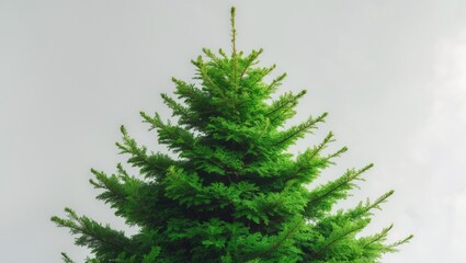 Isolated Warm Green American Arborvitae Wintergreen on White
