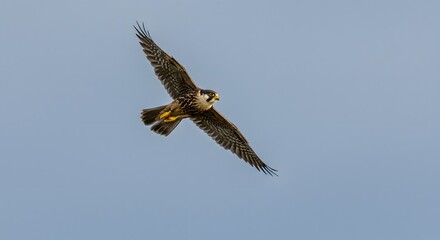 Fototapeta premium Eurasian hobby falcon soaring high in the sky a captivating birdwatching moment for nature enthusiasts on transparent background