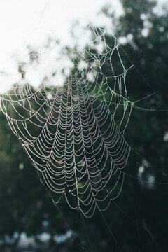 Large spider web heavy with dew