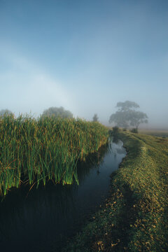 Misty morning beside a river with calm water, reeds and trees
