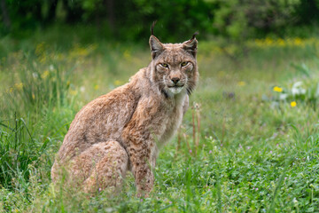 Magnificent Eurasian Lynx resting in lush green grass at the Environmental Center Arcturos, a sanctuary for wolf and lynx protection in Agrapides, Greece.