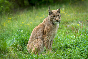 Obraz premium Magnificent Eurasian Lynx resting in lush green grass at the Environmental Center Arcturos, a sanctuary for wolf and lynx protection in Agrapides, Greece.