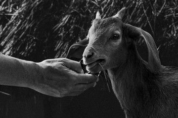 Trust between human and animal – black and white portrait of a goat