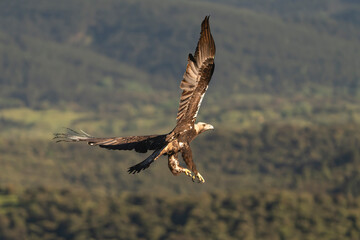 Spanish imperial eagle, Iberian imperial eagle, Spanish eagle or Adalbert's eagle - Aquila adalberti in flight with spanned wings. Photo from Sierra de Gredos Mountain in Spain. Vulnerable specie.