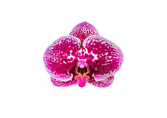 Doritaenopsis hybrid orchid isolated on white background