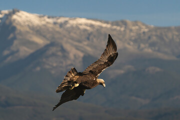 Spanish imperial eagle, Iberian imperial eagle, Spanish eagle or Adalbert's eagle - Aquila adalberti in flight with spanned wings. Photo from Sierra de Gredos Mountain in Spain. Vulnerable specie.