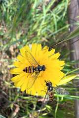 api su fiore di tarassaco 