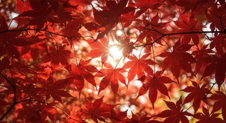 Vibrant red maple leaves illuminated by sunlight in autumn