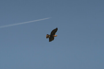 Spanish imperial eagle, Iberian imperial eagle, Spanish eagle or Adalbert's eagle - Aquila adalberti soaring with blue sky and white contrail from airplane in background. Vulnerable specie.