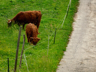 Galloways grasen auf einer Weide im frühjahr