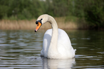 Fototapeta premium White swan swimming in a lake on green coast background