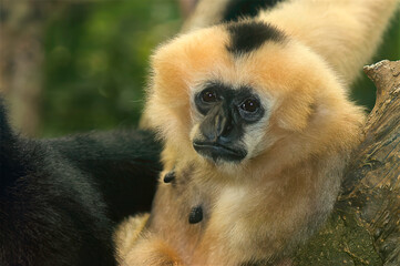 Fototapeta premium Black crested gibbon portrait