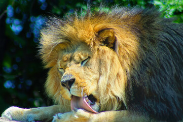 close up portrait of a lion with its tongue out
