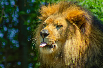 close up portrait of a lion with its tongue out